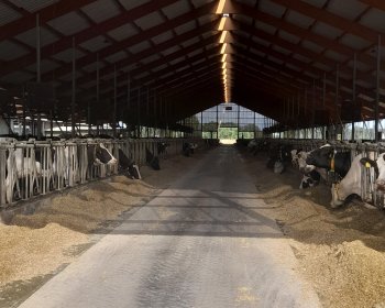 image Stabulation vaches laitière 