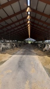 Stabulation vaches laitière 