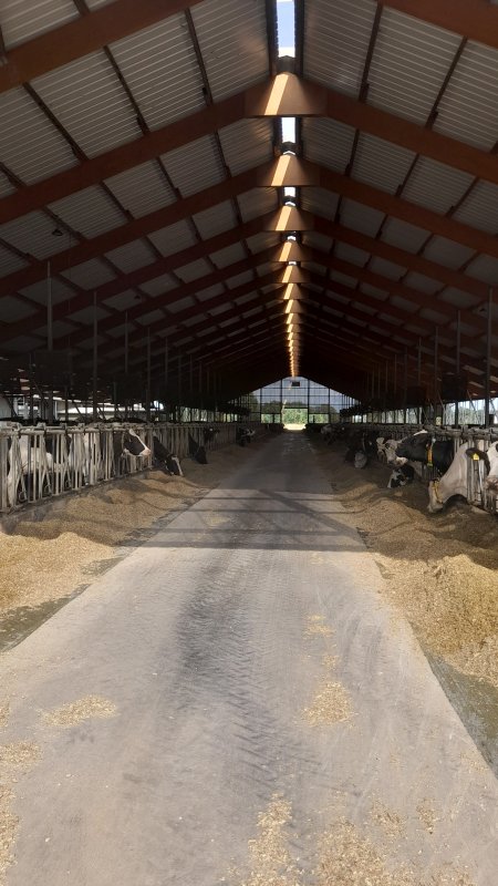 Stabulation vaches laitière 