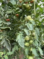 image IMG_7FB3061F5B141.jpeg (3.3MB)