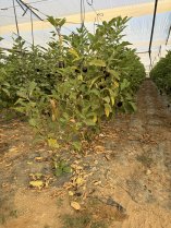 image IMG_EA6EFDB033931.jpeg (4.3MB)