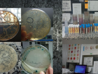Stage en laboratoire de microbiologie agroalimentaire à Elche : une aventure professionnelle et personnelle