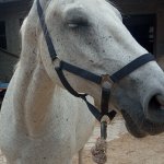Stage et monter a cheval