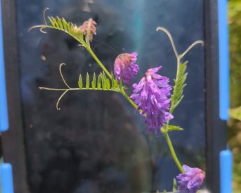 image suivi de plantes