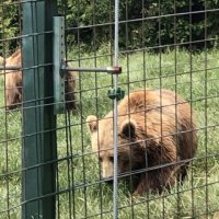 Romania - The Bear Necessities 