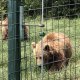 Romania - The Bear Necessities 