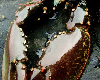 image The blue Lobster