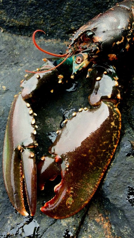 The blue Lobster