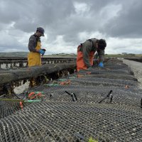 Y a-t-il plus de poissons là-bas ?