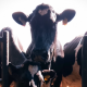 The Irish Cow