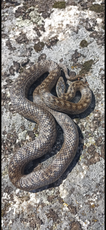 Thermorégulation, de cette belle Coronella Austriaca 