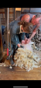 Tonte des brebis 