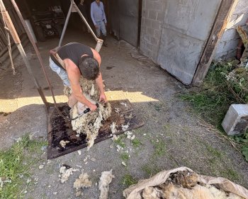 image Tonte des moutons 