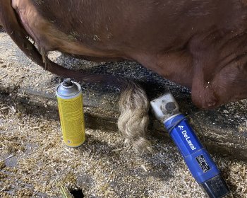 image Tonte des vaches 