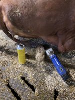 Tonte des vaches 