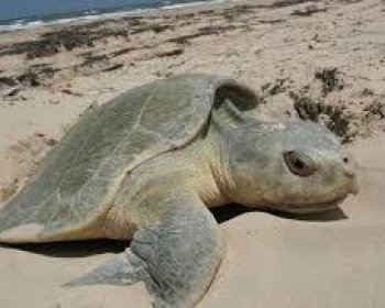 image Tortue Caouanne 