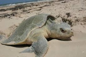 Tortue Caouanne 
