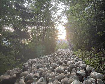 image Transhumance des brebis 