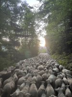 Transhumance des brebis 