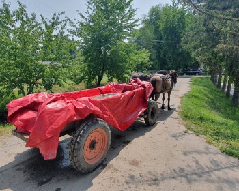 image Transport des Carpe commune