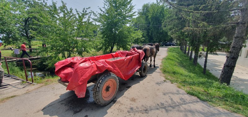 Transport des Carpe commune