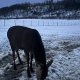 Travaille chez les vaches et visite d’une exploitation laitière et de cerf !!
