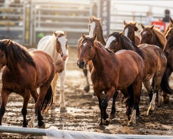 image Troupeau de chevaux sauvages - rod&eacute;o