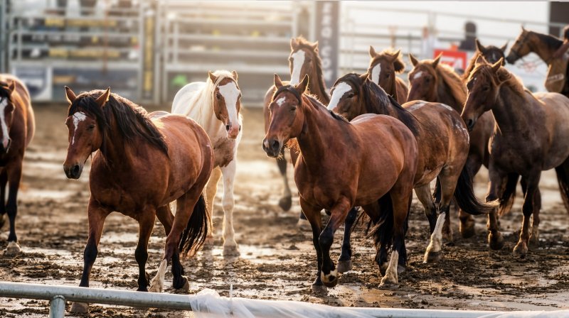 Troupeau de chevaux sauvages - rodéo