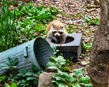 image Un raccoon en ville ! 