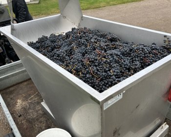 image Un type conteneur remplis de bonnes grappes !