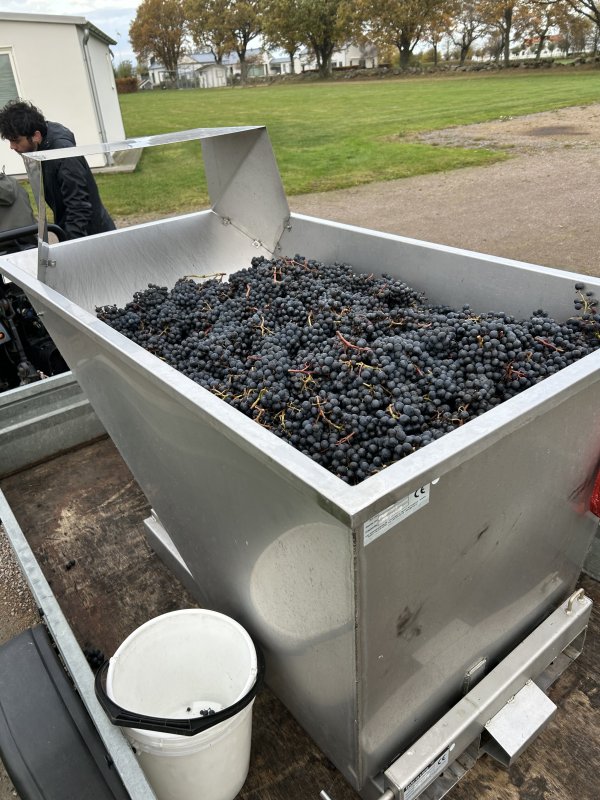 Un type conteneur remplis de bonnes grappes !