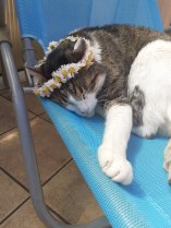 Photo de mon chat Figaro