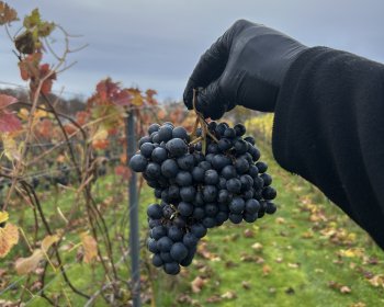 image Une belle grappe &agrave; pleine maturit&eacute;