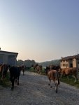Une bougnate perdu dans les montagnes d'Italie : "La doche vacca e capra !"