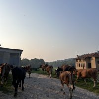 Une bougnate perdue dans les montagnes d'Italie : "La doche vacca e capra !"