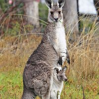 Une ferme familiale dans le Western Australia où toute les cultures ce mélangent