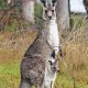 Une ferme familiale dans le Western Australia où toute les cultures ce mélangent