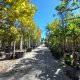 V /  Vivers i garden moner partie 2