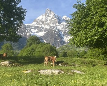 image Vache 
