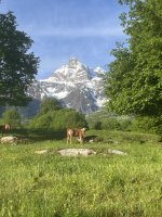 Vache 