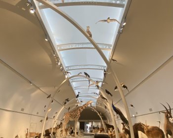 image Visite du musée des sciences naturelles de Bruxelles