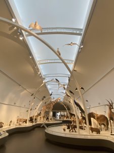 Visite du musée des sciences naturelles de Bruxelles