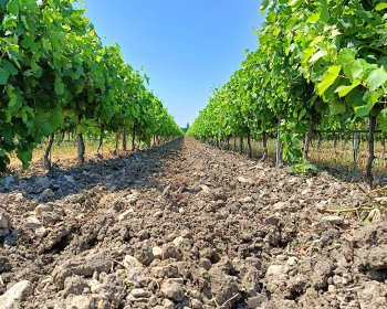 image Viticulture en Bio 🌳💚🍇🍇🇫🇷