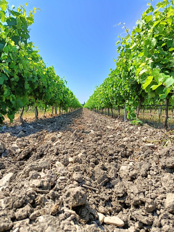 Viticulture en Bio 🌳💚🍇🍇🇫🇷