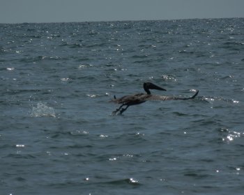image vol de pelican 