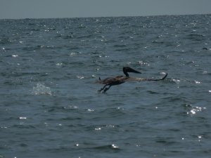 vol de pelican 