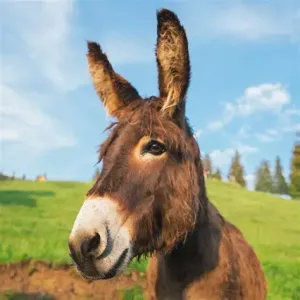 Werts Romain
