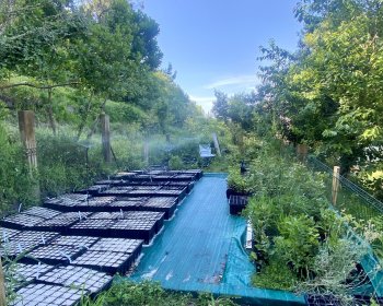 image 🧑&zwj;🔬Exp&eacute;riences, d&eacute;sherbage et plantes en test🌱