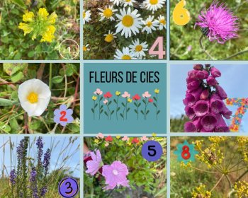 image 🌸Fleurs stars des C&iacute;es : le best-of botanique🌸