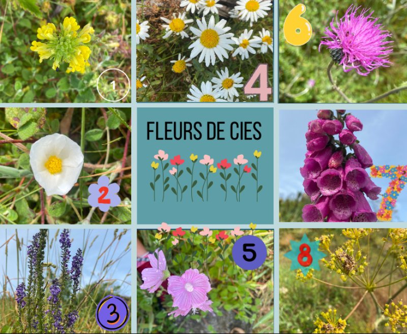 🌸Fleurs stars des C&iacute;es : le best-of botanique🌸